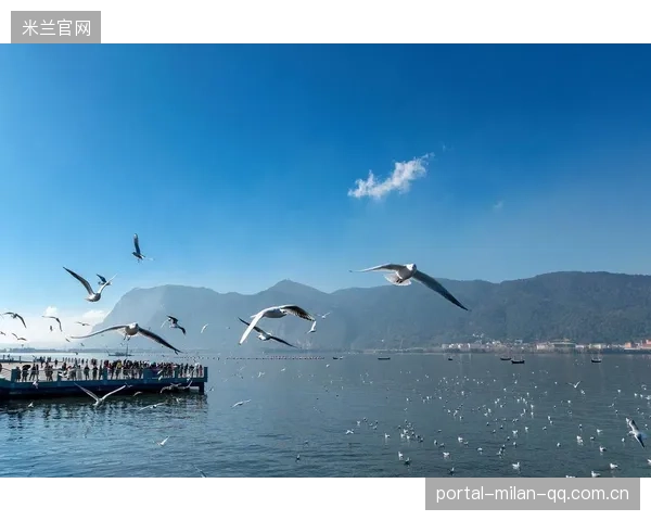 海鸥执着追梦：借主场之势冲击胜利的荣耀之旅